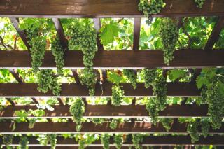 Pergola bois : essences, classe d'emploi et entretien