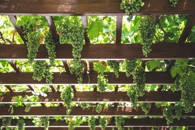 Pergola bois : bien choisir son essence et sa structure Pergola bois : bien choisir son essence et sa structure